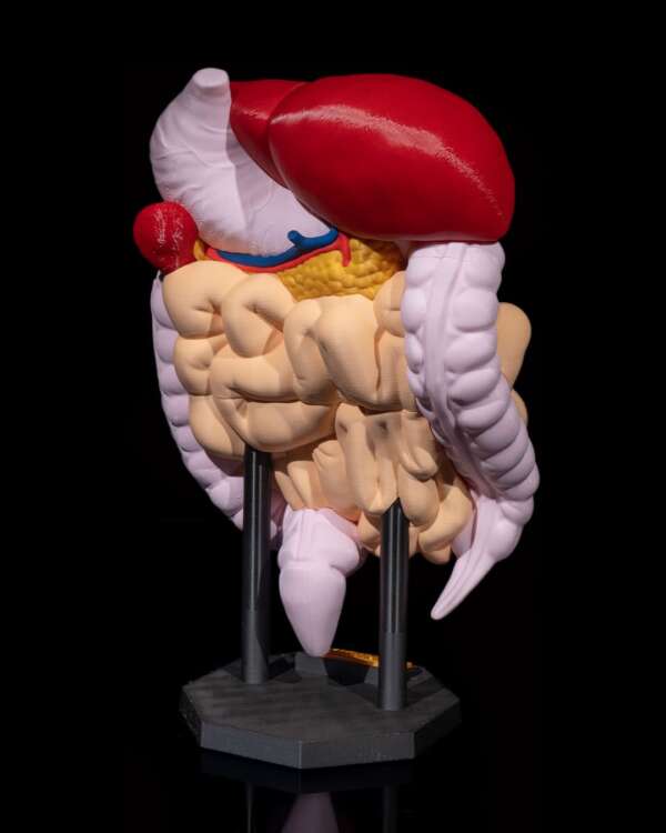Machetă anatomică Sistem Digestiv - imagine 8