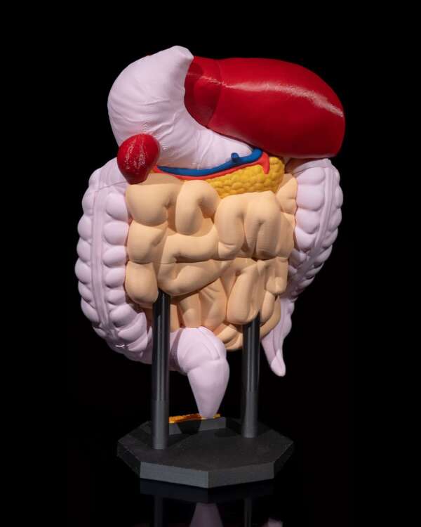 Machetă anatomică Sistem Digestiv - imagine 4