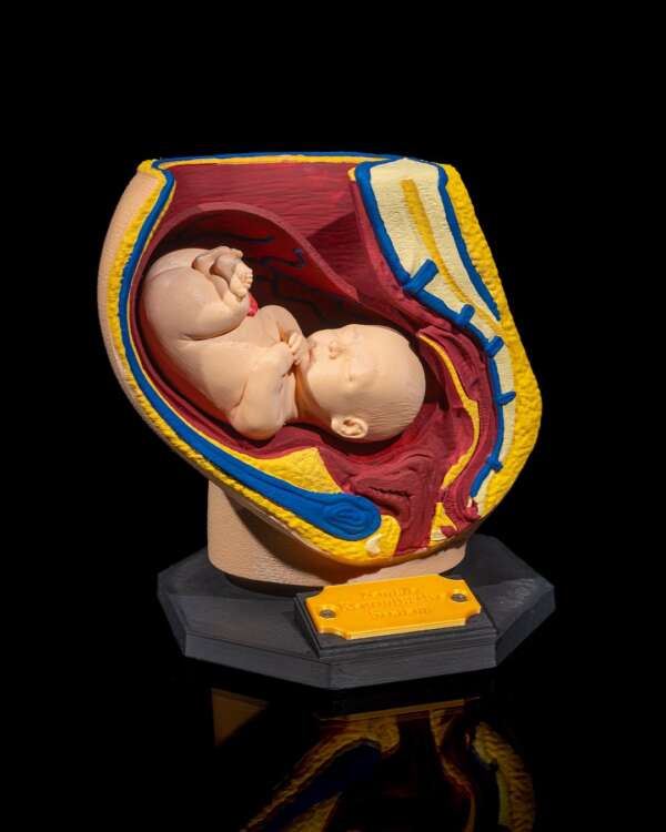 Machetă anatomică Sistem Reproductiv Feminin - imagine 9