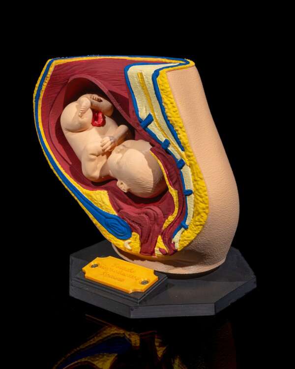 Machetă anatomică Sistem Reproductiv Feminin - imagine 4