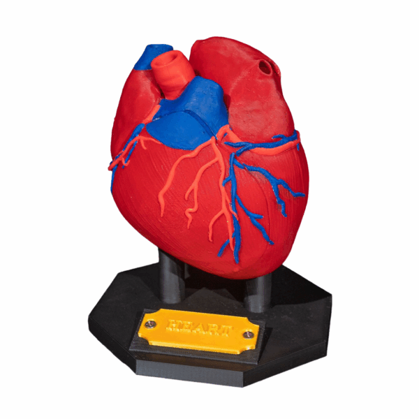 Machetă anatomică Inimă