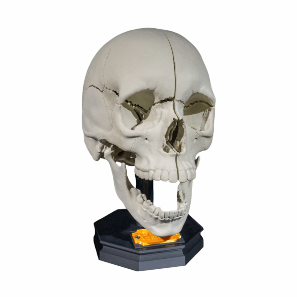 Machetă anatomică Craniu Adult
