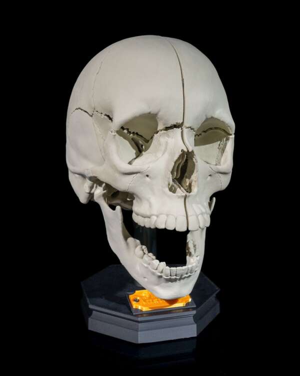 Machetă anatomică Craniu Adult - imagine 4