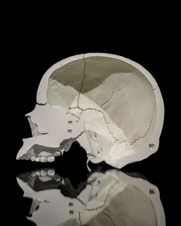 Machetă anatomică Craniu Adult - imagine 5