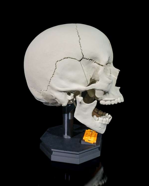 Machetă anatomică Craniu Adult - imagine 6