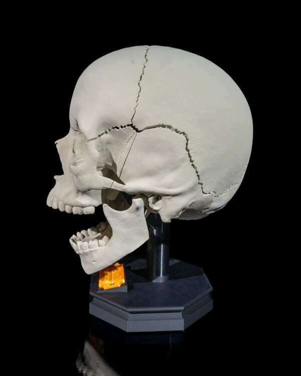 Machetă anatomică Craniu Adult - imagine 3