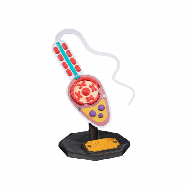 Machetă anatomică Celulă Spermatozoid