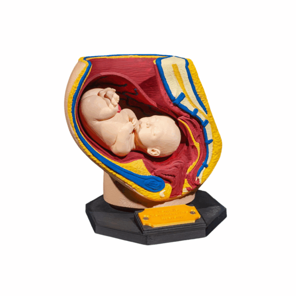 Machetă anatomică Sistem Reproductiv Feminin