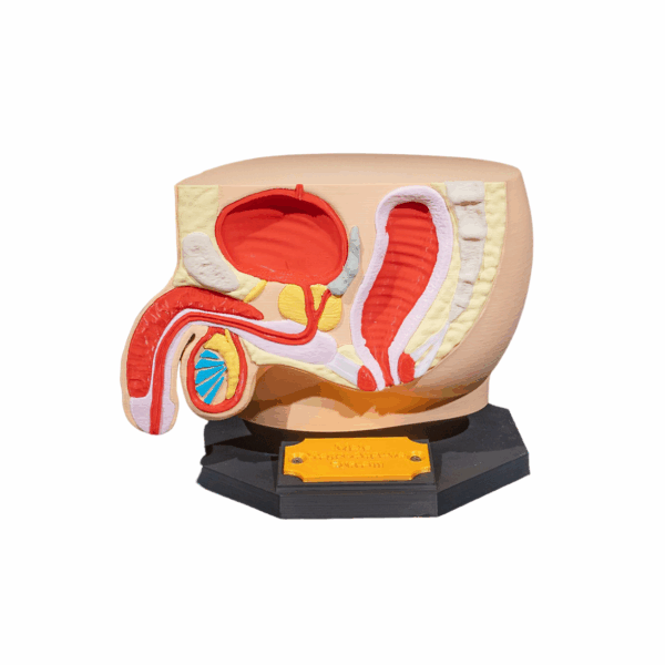 Machetă anatomică Sistem Reproductiv Masculin