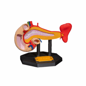 Machetă anatomică Pancreas
