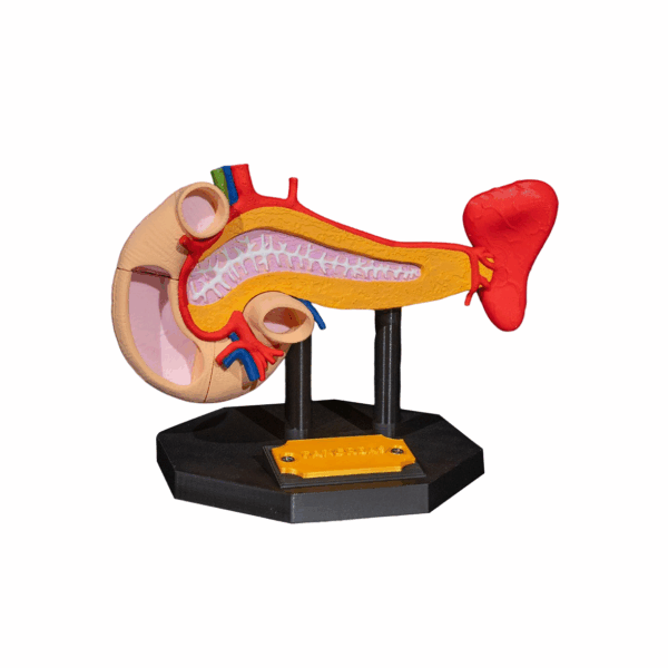 Machetă anatomică Pancreas