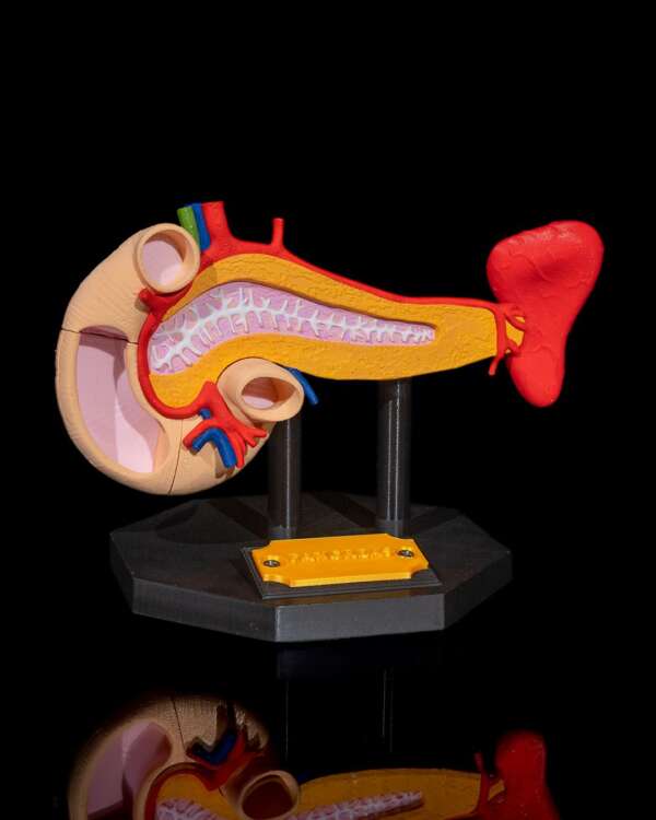 Machetă anatomică Pancreas - imagine 11