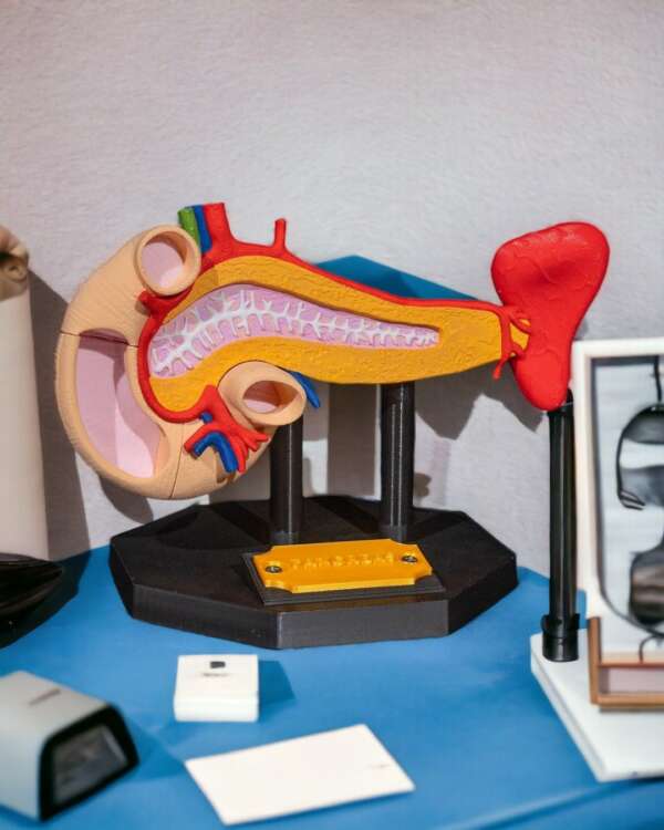 Machetă anatomică Pancreas - imagine 7