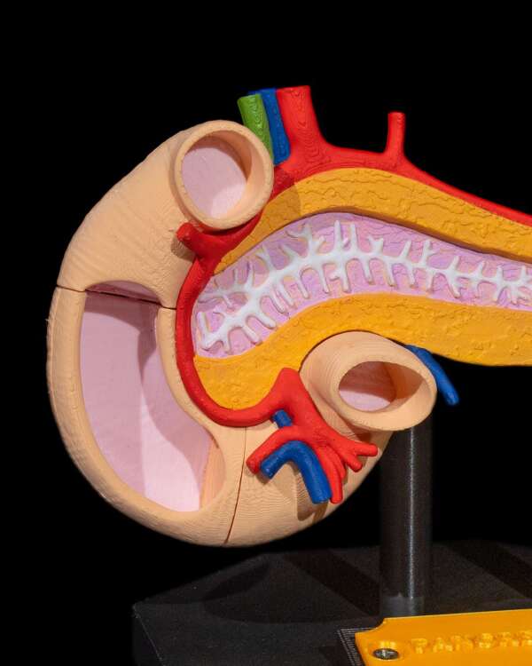 Machetă anatomică Pancreas - imagine 10