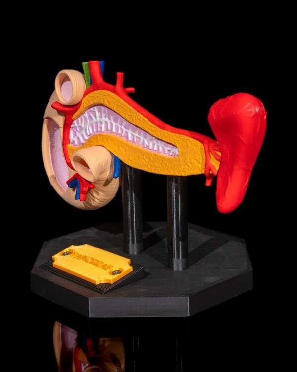 Machetă anatomică Pancreas - imagine 6