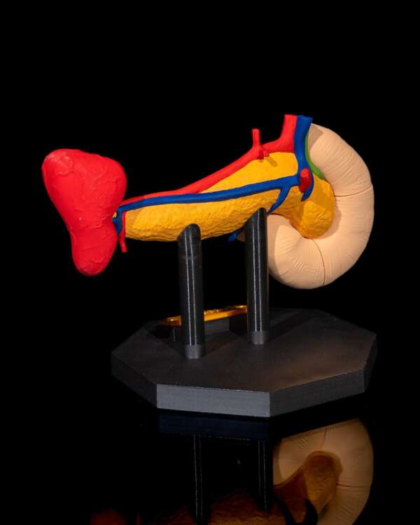 Machetă anatomică Pancreas - imagine 5