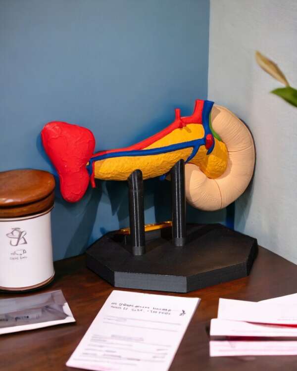 Machetă anatomică Pancreas - imagine 9