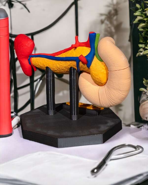 Machetă anatomică Pancreas - imagine 8