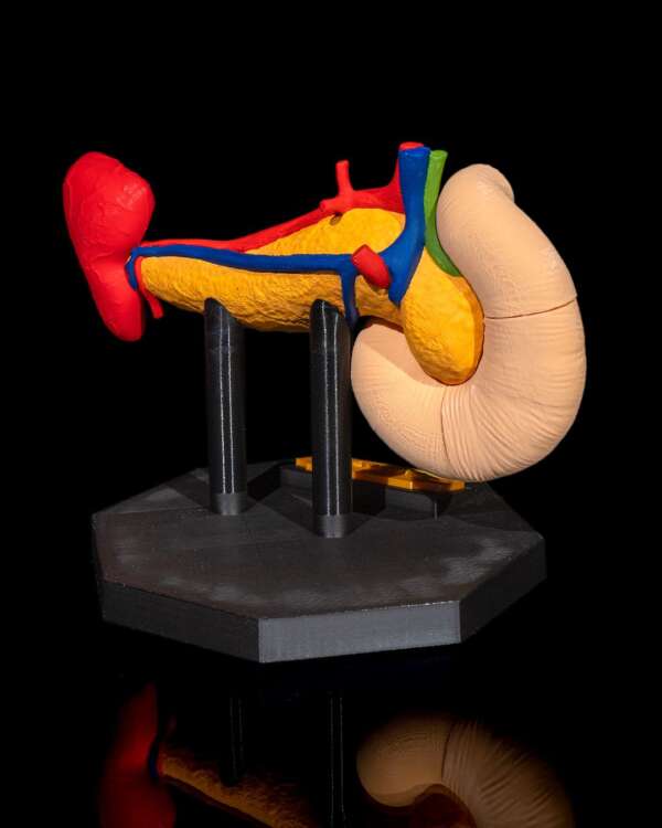 Machetă anatomică Pancreas - imagine 4