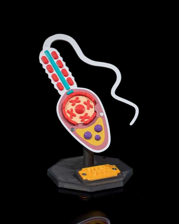 Machetă anatomică Celulă Spermatozoid - imagine 10