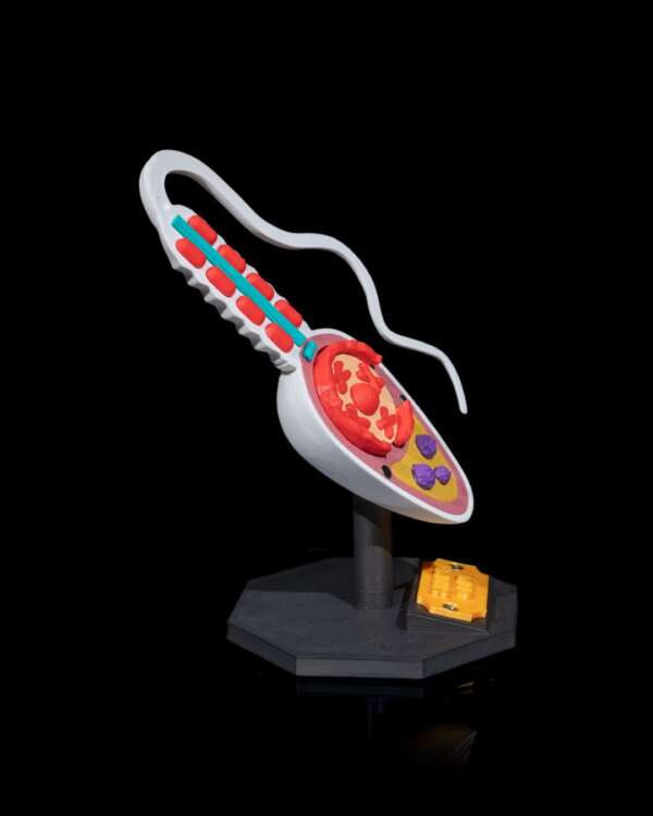 Machetă anatomică Celulă Spermatozoid - imagine 12