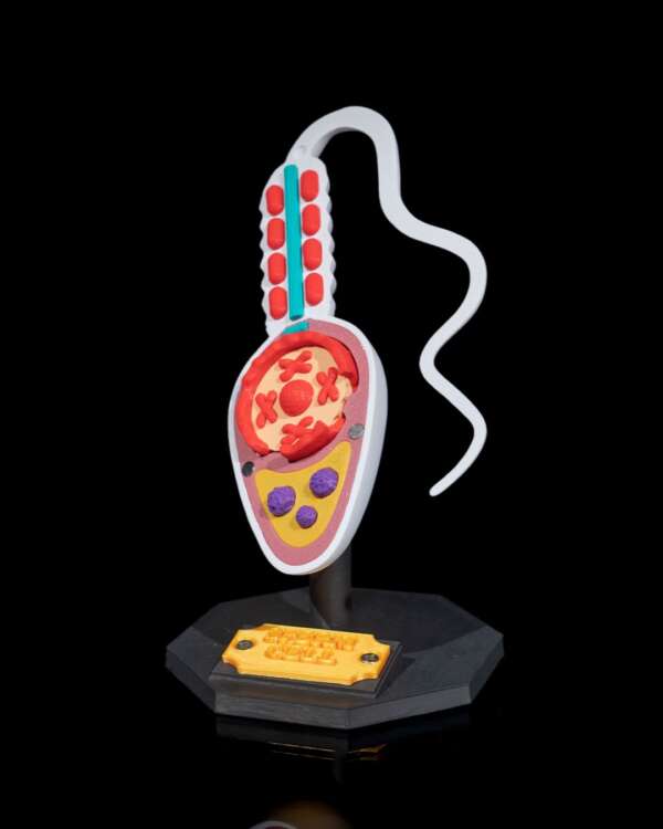 Machetă anatomică Celulă Spermatozoid - imagine 4