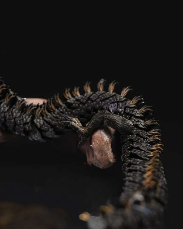 Chinese Dragon - imagine 5