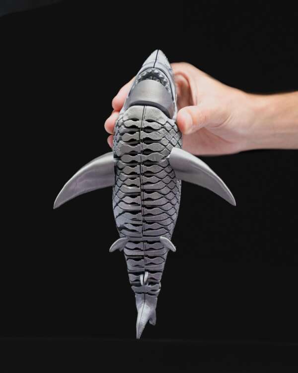 Great White Shark - imagine 8