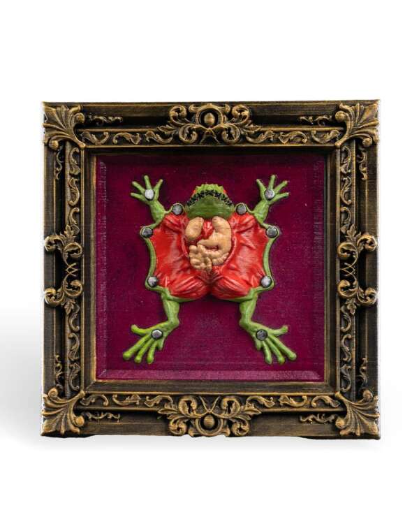 Dissected Frog