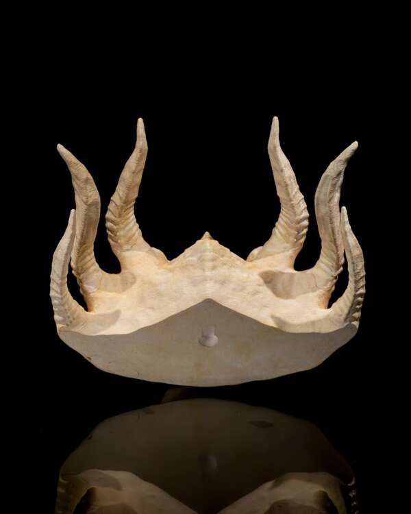 Silver Dragon Skull - imagine 8